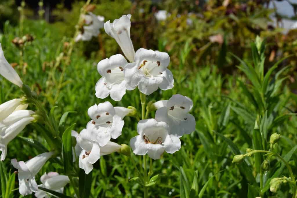 Penstemon 'White Bedder' ---